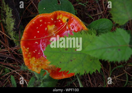 Red mushroom Liberty Cap. Te Araroa Trail. Island Bush Track. Southland. South Island. New Zealand Stock Photo