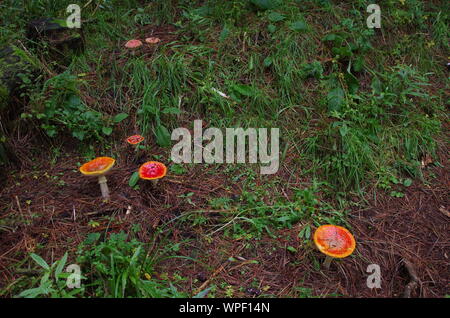 Red mushroom Liberty Cap. Te Araroa Trail. Island Bush Track. Southland. South Island. New Zealand Stock Photo