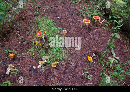 Red mushroom Liberty Cap. Te Araroa Trail. Island Bush Track. Southland. South Island. New Zealand Stock Photo