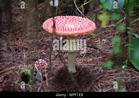 Red mushroom Liberty Cap. Te Araroa Trail. Island Bush Track. Southland. South Island. New Zealand Stock Photo