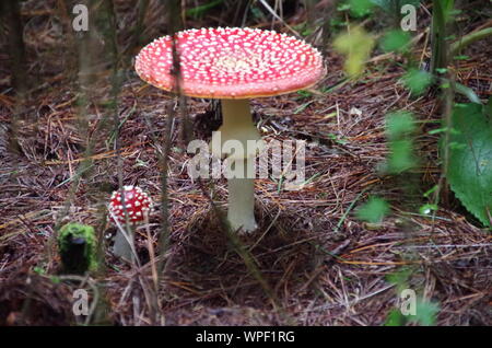 Red mushroom Liberty Cap. Te Araroa Trail. Island Bush Track. Southland. South Island. New Zealand Stock Photo