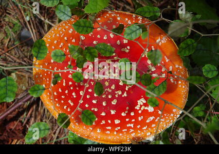 Red mushroom Liberty Cap. Te Araroa Trail. Island Bush Track. Southland. South Island. New Zealand Stock Photo