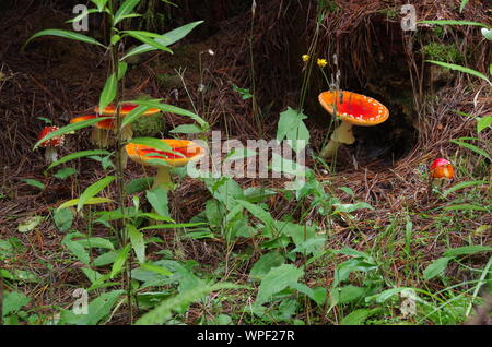 Red mushroom Liberty Cap. Te Araroa Trail. Island Bush Track. Southland. South Island. New Zealand Stock Photo