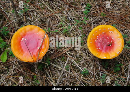 Red mushroom Liberty Cap. Te Araroa Trail. Island Bush Track. Southland. South Island. New Zealand Stock Photo