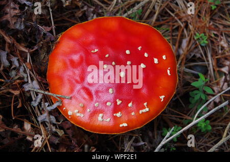 Red mushroom Liberty Cap. Te Araroa Trail. Island Bush Track. Southland. South Island. New Zealand Stock Photo