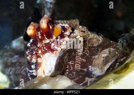 Lembeh Strait, Indonesia. 9th Sep 2019. This Coconut octopus (Amphioctopus marginatus) has chosen an unusual place to hide out among the folds of a discarded plastic bag. The Octopus are usually found hidden inside empty coconut shells or natural crevices but will also make  use of man made rubbish such as bottles and plastic pots. Lembeh Strait,Indonesia. Credit: Ed Brown/Alamy Live News Stock Photo