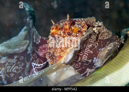 Lembeh Strait, Indonesia. 9th Sep 2019. This Coconut octopus (Amphioctopus marginatus) has chosen an unusual place to hide out among the folds of a discarded plastic bag. The Octopus are usually found hidden inside empty coconut shells or natural crevices but will also make  use of man made rubbish such as bottles and plastic pots. Lembeh Strait,Indonesia. Credit: Ed Brown/Alamy Live News Stock Photo