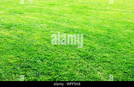Meadow area after a lawn cut Stock Photo