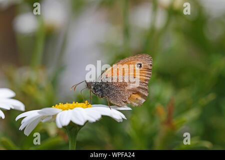 tiny small heath butterfly very close up Latin coenonympha pamphilus feeding on a marguerite or white swan river daisy Latin name brachyscome Stock Photo