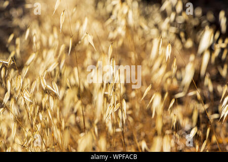Gold coloured dried up grass on the side of a path near Arguayo, Tenerife, Canary Islands, Spain Stock Photo
