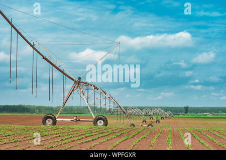 Pivot irrigation system in cultivated soybean and corn field, agricultural equipment for watering crops Stock Photo