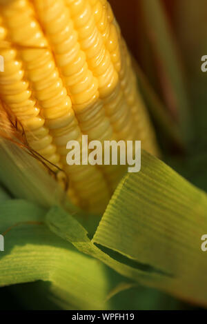 Ripening corn on the cob detail, close up of yellow kernels Stock Photo
