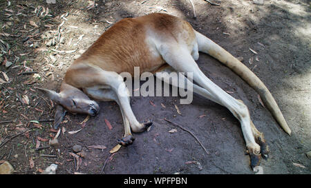 A Cute Kangaroo Laying And Sleeping On The Sand, Queensland, Australia Stock Photo