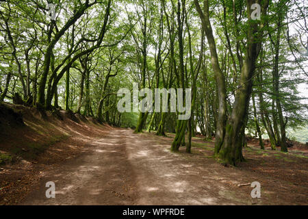 The Drove Road. An ancient route along the Quantock Hills. Somerset. UK. Stock Photo