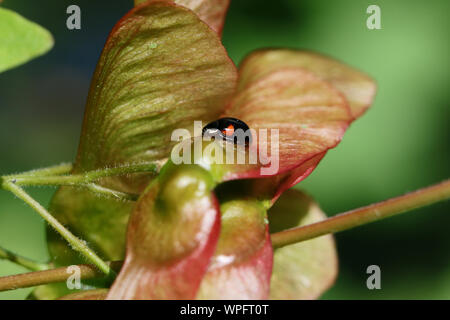 tiny shiny black ladybug with red spots possibly a two spot ladybird or bug Latin Adalia bipunctata on a ripening maple seed in springtime in Italy Stock Photo