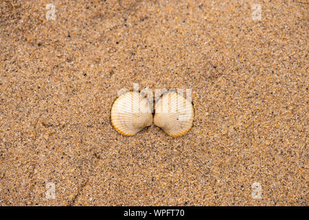 Cockle shell in the sand number 3877 Stock Photo