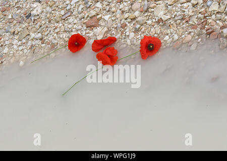 poppies Latin papaver rhoeas floating in the sea a remembrance flower for war dead and veterans November 11, Anzac Day, April 25, D-Day June 6 etc Stock Photo