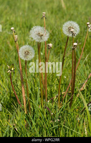 Dandelion (Taraxacum officinale) clock seedheads and stalks of dispersed seeds in grass pasture in spring, Berkshire, May Stock Photo