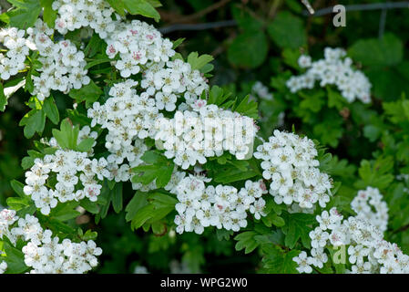 Hawthorn or May blossom (Crataegus monogyna) corymbs of white flowers with fresh green foliage, Berkshire, May Stock Photo
