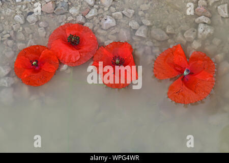 poppies Latin papaver rhoeas floating in the sea a remembrance flower for war dead and veterans November 11, Anzac Day, April 25, D-Day June 6 etc Stock Photo