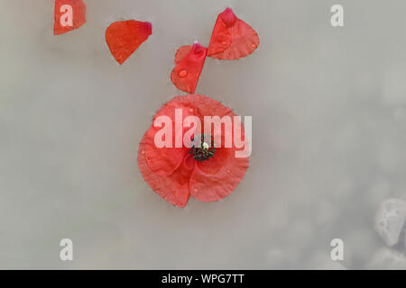 poppies Latin papaver rhoeas floating in the sea a remembrance flower for war dead and veterans November 11, Anzac Day, April 25, D-Day June 6 etc Stock Photo