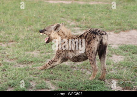 Spotted hyena (crocuta crocuta) stretching and yawning, Masai Mara National Park, Kenya. Stock Photo