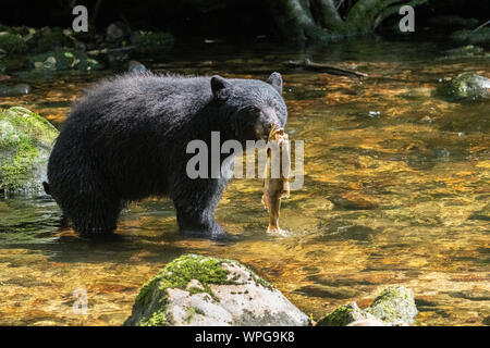 Canada, British Columbia, Great Bear Rainforest, Gribbell Island, Riordan Creek. North American black bear (WILD: Ursus americanus) fishing for salmon