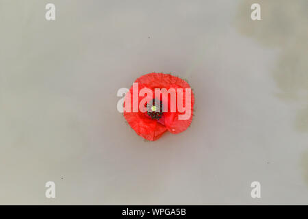 poppies Latin papaver rhoeas floating in the sea a remembrance flower for war dead and veterans November 11, Anzac Day, April 25, D-Day June 6 etc Stock Photo