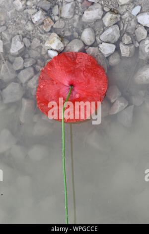 poppies Latin papaver rhoeas floating in the sea a remembrance flower for war dead and veterans November 11, Anzac Day, April 25, D-Day June 6 etc Stock Photo