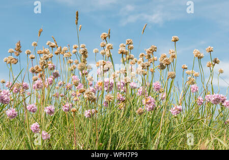 The wildflower meadows on the headland at Crantock Beach, Cornwall, UK Stock Photo