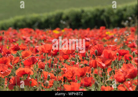 Poppies in the wildflower meadows of West Pentire, Cornwall Stock Photo