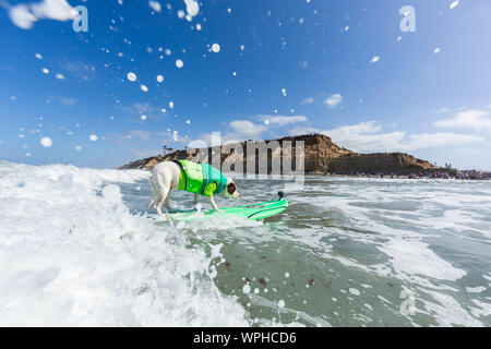 Delmar, CA, USA. 9th Sep, 2019. Everyone has a good time, when the dogs hit the beach in Delmar.The Surf Dog Surf-A-Thon fundraiser in Del Mar helps Helen Woodward Animal Center raise funds for the orphan pets.The Surf Dog Surf-A-Thon takes place every September, at Del MarÃs Dog Beach, located in San Diego County, California. Seen here: Faith Credit: Daren Fentiman/ZUMA Wire/Alamy Live News Stock Photo