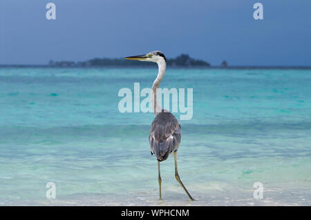Beautiful Heron On White Beach In Maldives Near Maafushi Island. Stock Photo