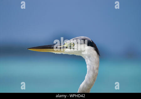 Beautiful Heron On White Beach In Maldives Near Maafushi Island. Stock Photo