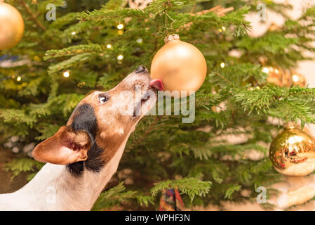 Cute little Jack Russell Terrier dog with nose and tongue at the Christmas tree at a ball at Christmas Eve Stock Photo