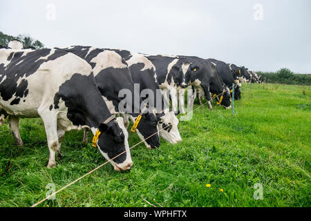 Black and white cow eating grass Stock Photo - Alamy