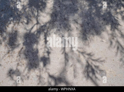 Shadow of a plant on a sunny day on gray asphalt Stock Photo