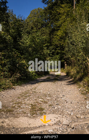 Road with stones in between the trees of a forest. Bright blue late summer sky. Little Carpathian mountains, Slovakia. Stock Photo