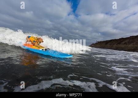 Delmar, CA, USA. 9th Sep, 2019. Everyone has a good time, when the dogs hit the beach in Delmar.The Surf Dog Surf-A-Thon fundraiser in Del Mar helps Helen Woodward Animal Center raise funds for the orphan pets.The Surf Dog Surf-A-Thon takes place every September, at Del Mar's Dog Beach, located in San Diego County, California. Credit: Daren Fentiman/ZUMA Wire/Alamy Live News Stock Photo