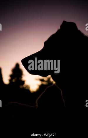 A husky mutt silhouetted in a summer sunset Stock Photo