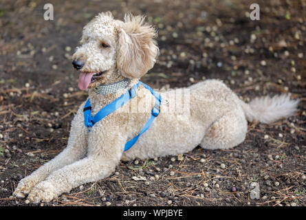 Labradoodle (Labrador retriever and poodle cross breed) lying down. Off-leash dog park in Northern California. Stock Photo