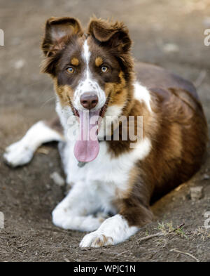 Australian Shepherd male puppy panting. Off-leash dog park in Northern California. Stock Photo