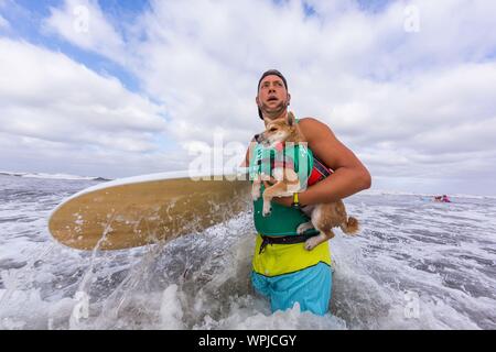 Delmar, CA, USA. 9th Sep, 2019. Everyone has a good time, when the dogs hit the beach in Delmar.The Surf Dog Surf-A-Thon fundraiser in Del Mar helps Helen Woodward Animal Center raise funds for the orphan pets.The Surf Dog Surf-A-Thon takes place every September, at Del Mar's Dog Beach, located in San Diego County, California. Credit: Daren Fentiman/ZUMA Wire/Alamy Live News Stock Photo