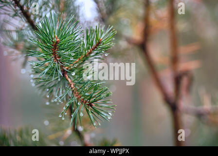 A twig and needles of a pine tree with raindrops in the first days of autumn in September in Germany Stock Photo