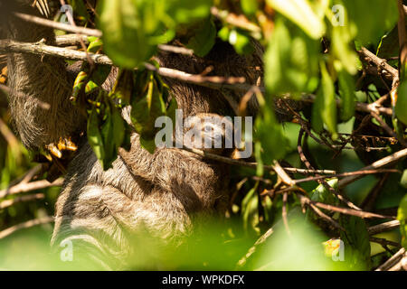 Three toed sloth with young baby wild free Corcovado national Park Costa Rica Central America