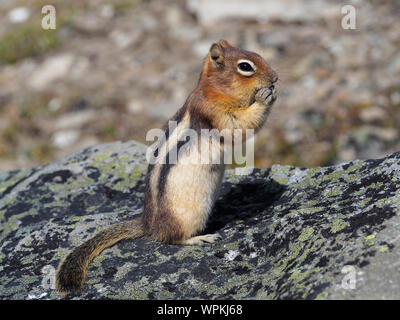 Golden-mantled ground squirrel eating seeds Stock Photo