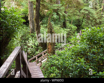 Walkway in temperate rainforest in Pacific Rim National Park Stock Photo