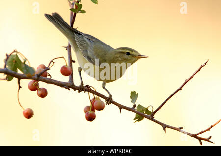 Phylloscopus trochilus Stock Photo