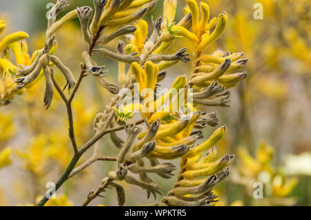 A Kangaroo paw in flower. It is a desert flower and a native of Western Australia. It is also found in many states of Australia Stock Photo