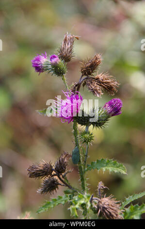 thistle flower close up of thistle blossoms distel distelblüte makroaufnahme Stock Photo